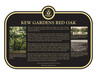 Kew Gardens Red Oak Commemorative plaque, 2022.