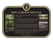 Kew Gardens Red Oak Commemorative plaque, 2022.