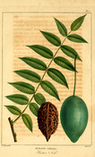 Botanical illustration of a butternut tree