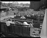 Men unloading cattle at stock yards, 1940s.