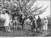 Women in apple orchard, Whitby, 1930. Image: City of Toronto Archives