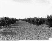 Peach orchard, c. 1937. Image: City of Toronto Archives