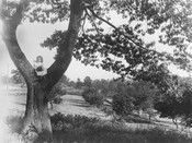 Orchard, near Ellis Ave., Toronto, 1895-1900. Image: Archives of Ontario
