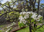 Pear tree in bloom, May 2020.