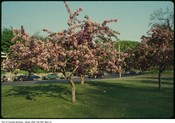 Cherry trees in bloom, North York, 1980-1995. Image: City of Toronto Archives