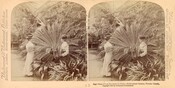 Sago Palms (Cycas Revolutia) in bloom, Horticultural Gardens/Allan Gardens, Toronto, circa 1900. Photo by Underwood and Underwood. Courtesy of the Toronto Public Library. 